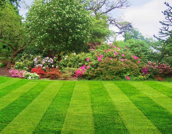 New lawn installation and landscape design by Avalon Landscape Design